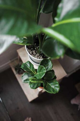 The Fiddle-Leaf Fig: A Headstrong Houseplant